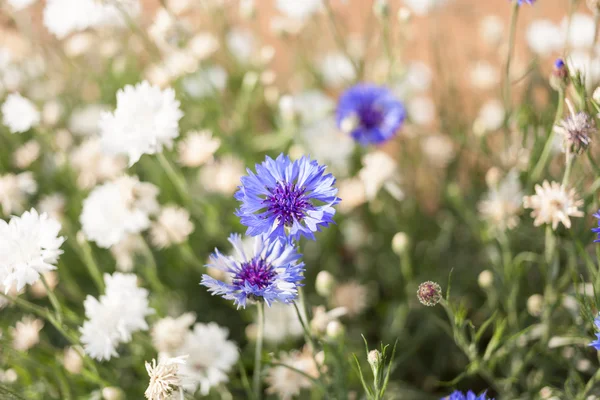 Blur white flower and close up little blue flower background — Stock Photo, Image
