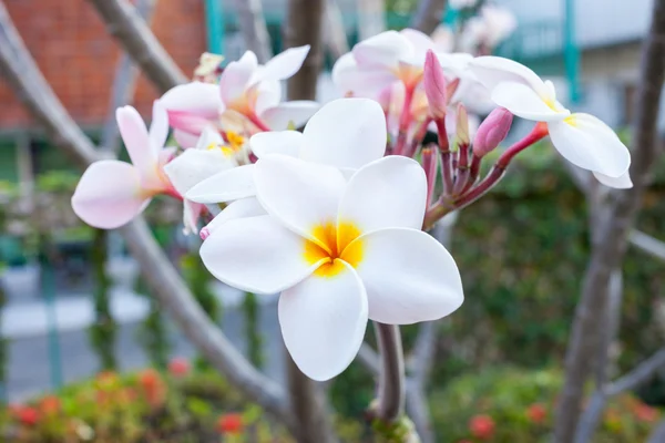 Цветок Plumeria красивые розовые соцветия — стоковое фото