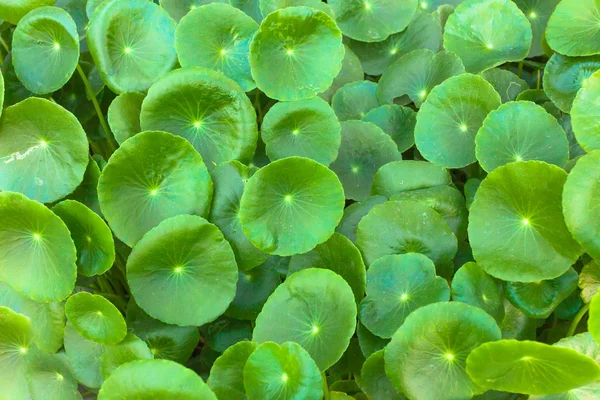 Aziatische Pennywort is een plant die bij de behandeling van aangegeven — Stockfoto