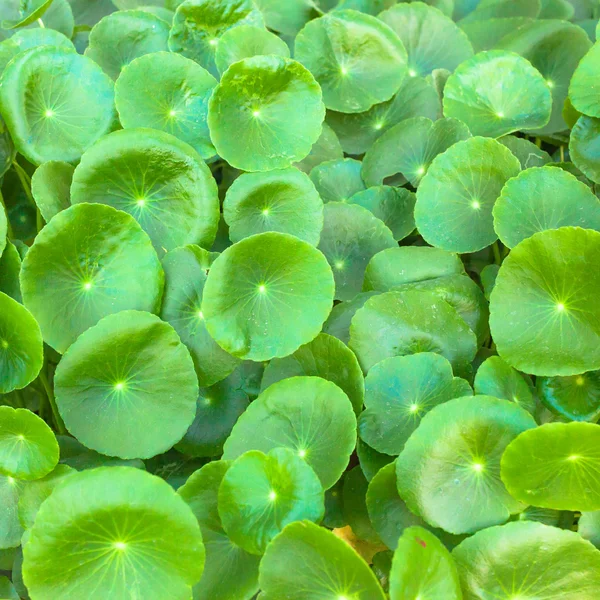 Asiático Pennywort é uma planta que indicado no tratamento de — Fotografia de Stock