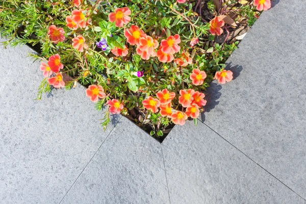 Kleine Blumen und grünes Blatt in der Nähe von grauen Steinfliesen Platz für tex — Stockfoto