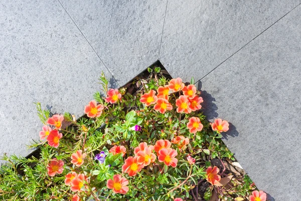 Pequeñas flores y hoja verde cerca del espacio de baldosas de piedra gris para tex —  Fotos de Stock