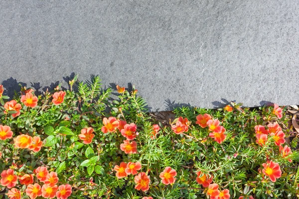 Piccoli fiori e foglia verde vicino spazio piastrelle di pietra grigia per tex — Foto Stock