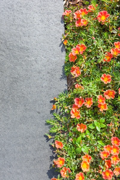 Piccoli fiori e foglia verde vicino spazio piastrelle di pietra grigia per tex — Foto Stock