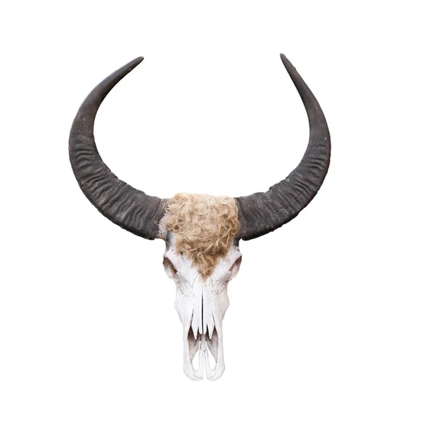 Buffalo skull isolated on white . — Stock Photo, Image