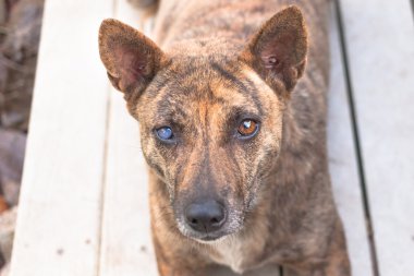 Küçük ev daha az köpek hüzünlü gözleri yardım için