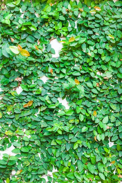 Green leaves on wall texture background — Stock Photo, Image