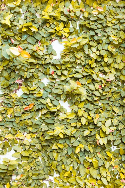 Yellow leaves on wall texture background — Stock Photo, Image