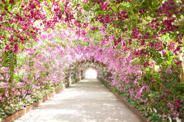 Footpath in a botanical garden with orchids lining the path — Stock Photo, Image
