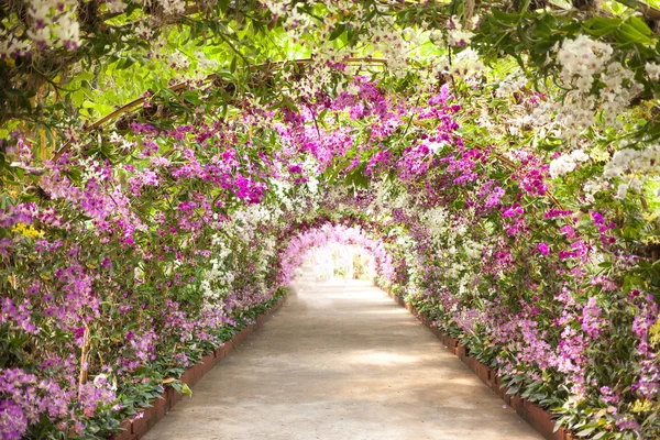 Footpath in a botanical garden with orchids lining the path — Stock Photo, Image