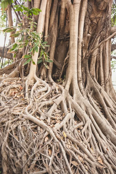 Piękne drzewo Banyan w parku miejskiego centrum — Zdjęcie stockowe