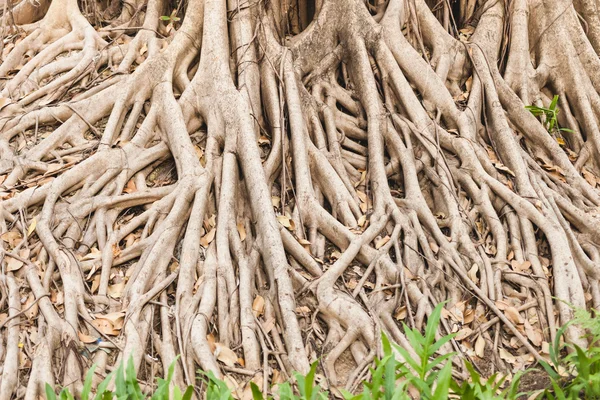 Schöner Banyan-Baum im öffentlichen Park Stadtzentrum — Stockfoto