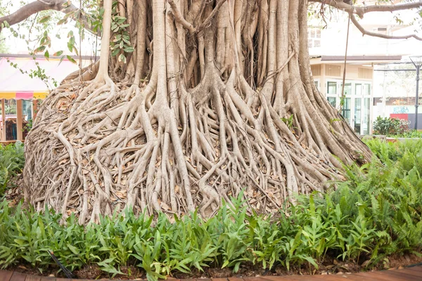 Schöner Banyan-Baum im öffentlichen Park Stadtzentrum — Stockfoto