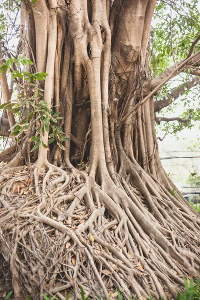 Schöner Banyan-Baum im öffentlichen Park Stadtzentrum — Stockfoto