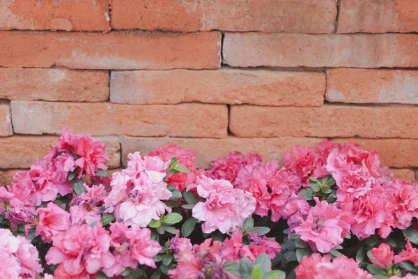 Portulaca and brick wall space for text — Stock Photo, Image