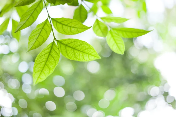 Gröna blad på gröna bokeh solsken bakgrund — Stockfoto