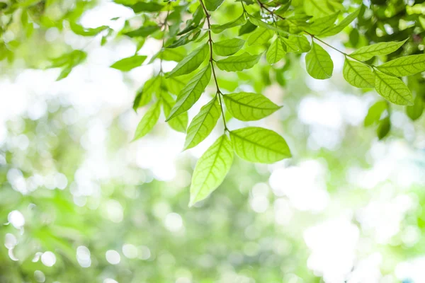 Foglie verdi su sfondo verde bokeh sole — Foto Stock