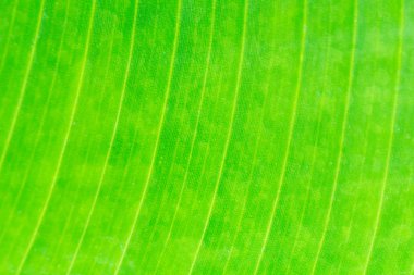 Doğal yaprak yeşil arka plan dokusu kadar kapatın