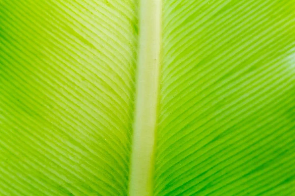 Close up natural verde folha fundo textura — Fotografia de Stock