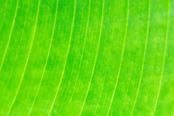 Close up natural green leaf background texture — Stock Photo, Image