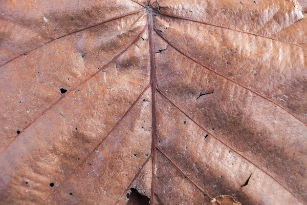 Gros plan naturel vieux fond de feuille brun texture — Photo