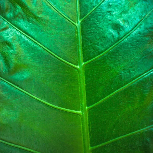 Textura de fondo de hoja verde retroiluminación natural — Foto de Stock