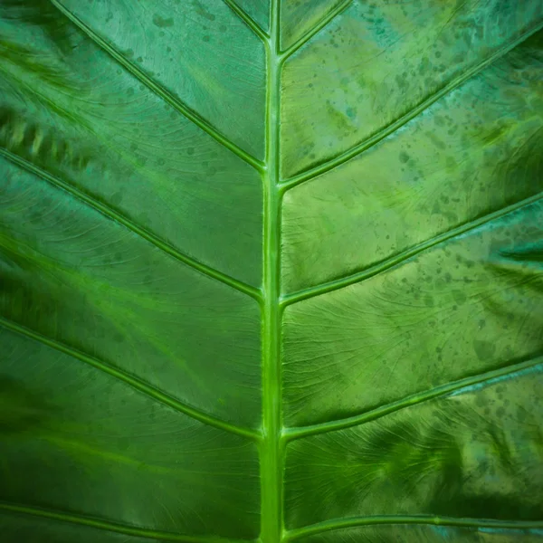 Close up natural backlight verde folha fundo textura — Fotografia de Stock