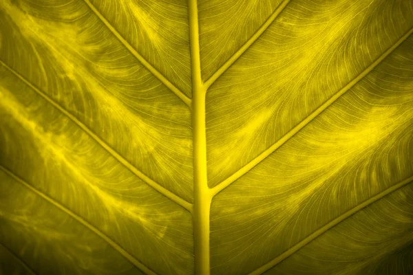 クローズ アップ自然なバックライト緑の葉の背景テクスチャ — ストック写真