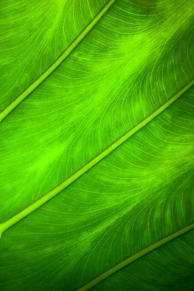 Nahaufnahme natürliche Hintergrundbeleuchtung grünes Blatt Hintergrund Textur — Stockfoto