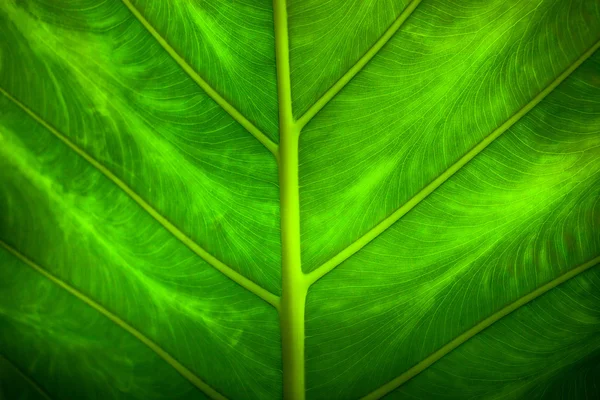 Close up natural backlight verde folha fundo textura — Fotografia de Stock