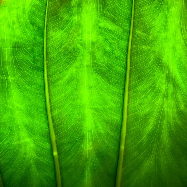 Zblízka texturu pozadí přírodní podsvícení zelená listová — Stock fotografie