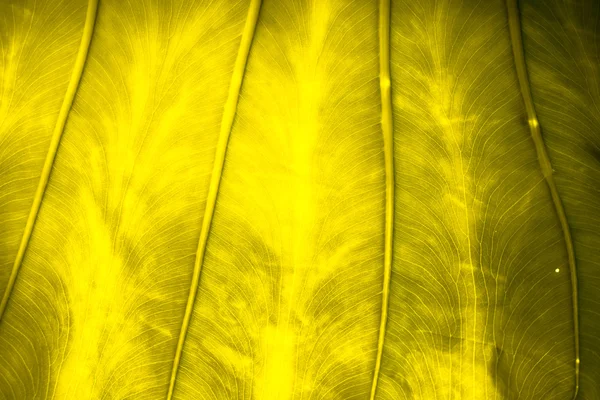 Close up natural backlight verde folha fundo textura — Fotografia de Stock