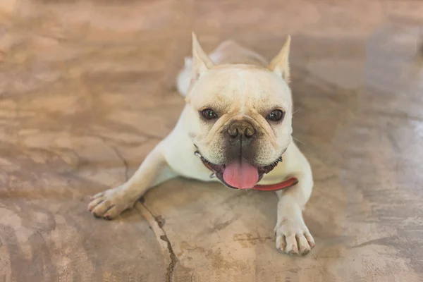 Smart Französische Bulldogge sitzt und schaut — Stockfoto