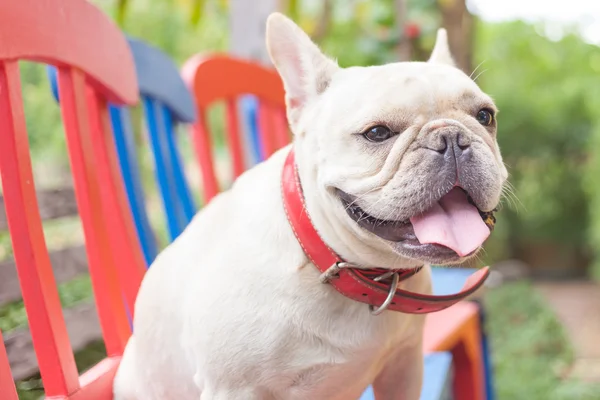 Skarp fransk bulldog sitter och ser — Stockfoto