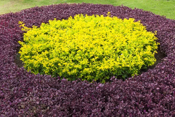 L'image de fond de la plante colorée — Photo