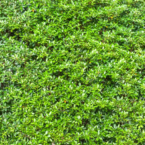 Zielone liście ściany i pozostawia tekstura — Zdjęcie stockowe