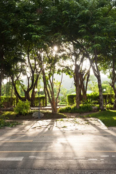 Solljus genom träden och skuggorna på gatorna — Stockfoto