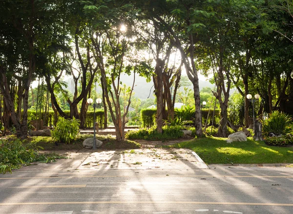 Solljus genom träden och skuggorna på gatorna — Stockfoto
