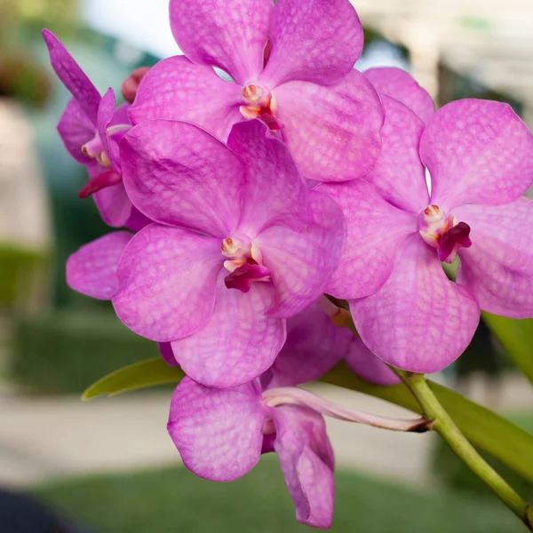 Mooie paarse orchideeën phalaenopsis op natuurlijke achtergrond — Stockfoto