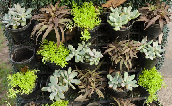 Organic pot little plant and stone roses wall — Stock Photo, Image