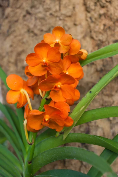 Vackra lila orkidé phalaenopsis på naturliga bakgrund — Stockfoto