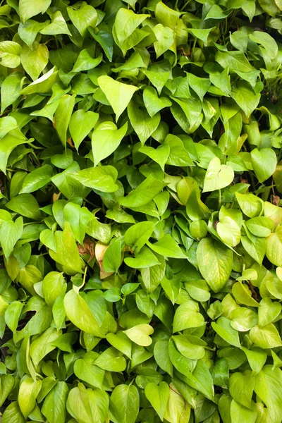 Gouden groene Pothos textuur achtergrond — Stockfoto