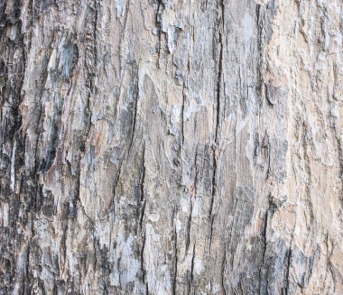 büyük ve dokulu kırmızı eski ahşap grunge zemin