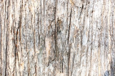 büyük ve dokulu kırmızı eski ahşap grunge zemin