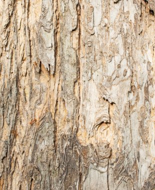 büyük ve dokulu kırmızı eski ahşap grunge zemin