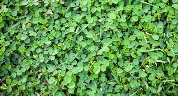 Hojas verdes naturales fondo y textura —  Fotos de Stock