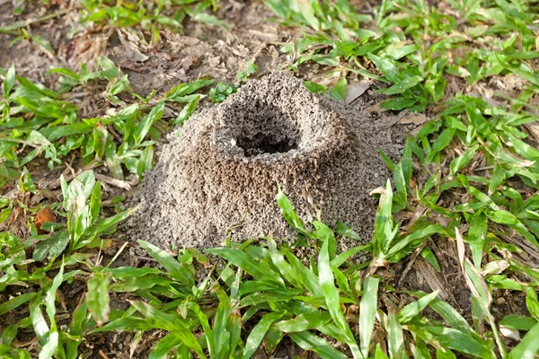 Ant iç içe parkta yeşil çimenlerin üzerinde