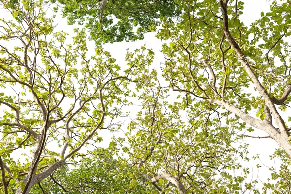 Doğal yaprak ve ağaç dalı arka plan doku — Stok fotoğraf