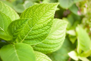 Doku arka plan taze doğal yeşil yaprakları