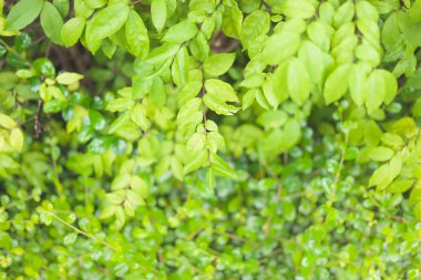 Doku arka plan taze doğal yeşil yaprakları